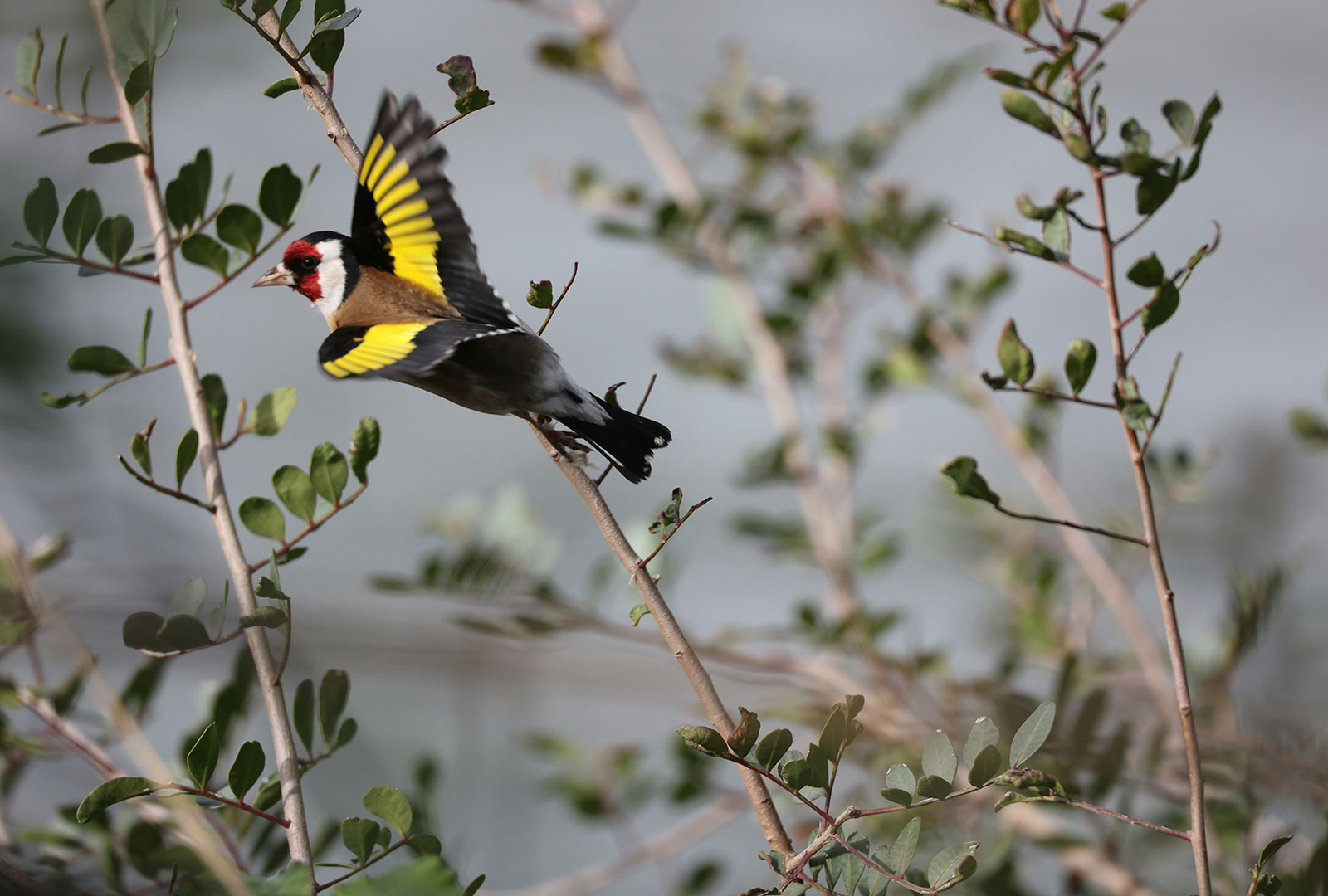 Birdwatching in Puerto Pollensa
